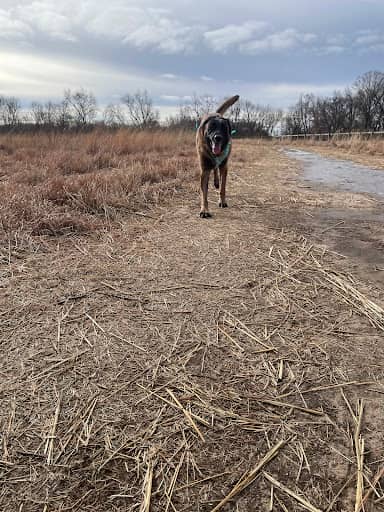 Cary Dog Park (2) – fully fenced dog park in Cary, IL