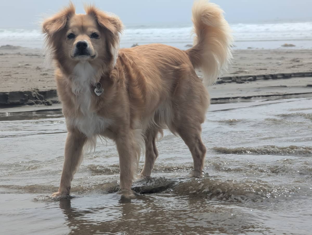 Off-leash dog park Morro Bay Dog Beach in Cayucos CA