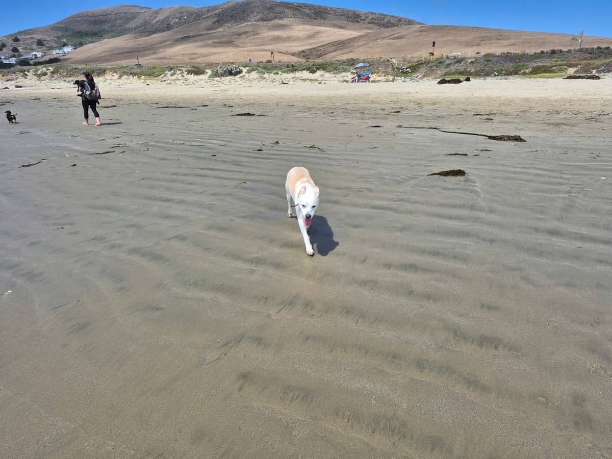 Morro Bay Dog Beach – dog park in Cayucos, CA