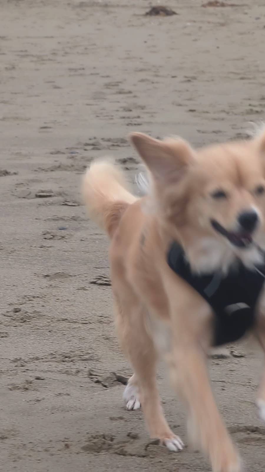 Morro Bay Dog Beach – dog park in Cayucos, CA