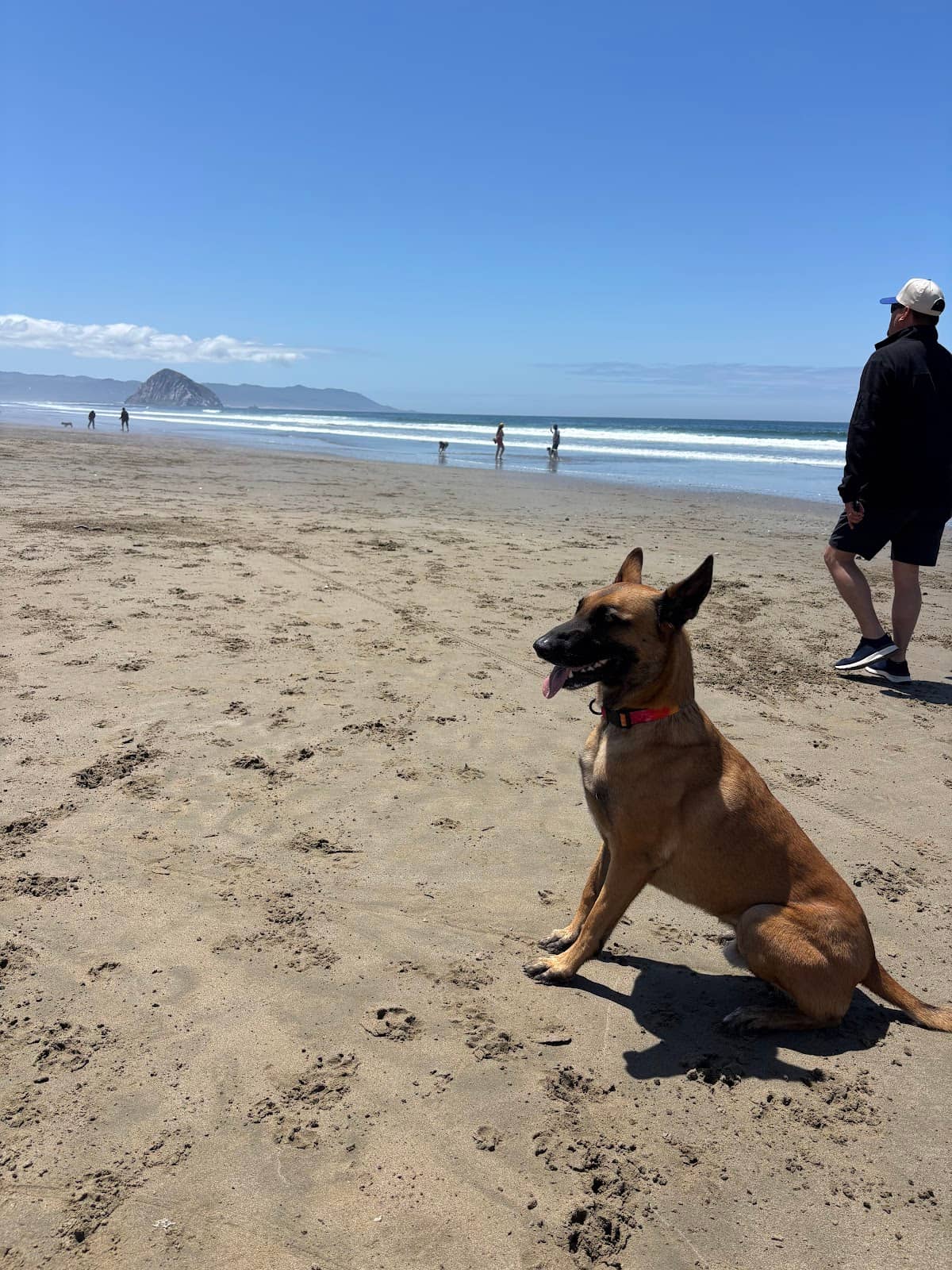 Photo 10 of Morro Bay Dog Beach dog park in Cayucos CA