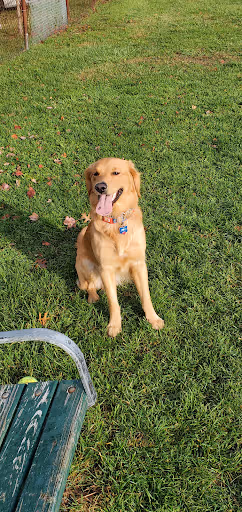 Newport Dog Park dog park in Newport, RI