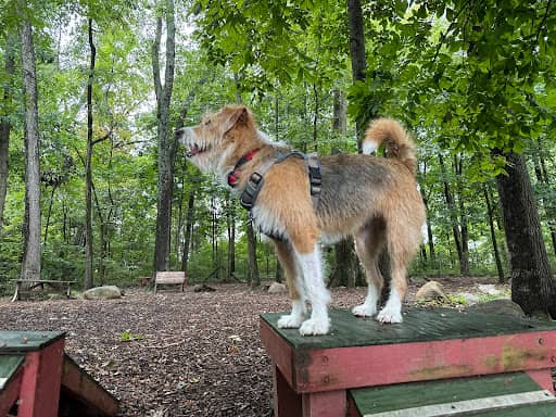 Photo 10 of Dulles Gateway Dog Park dog park in Chantilly VA