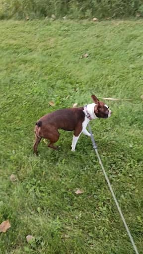 50 Acre Park Dog Park – dog park in Evergreen Park, IL