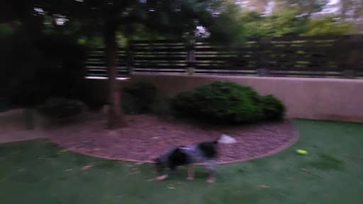 Off-leash dog park Laguna Woods Dog Park in Laguna Woods CA