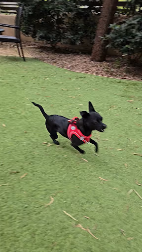 Laguna Woods Dog Park dog park in Laguna Woods, CA