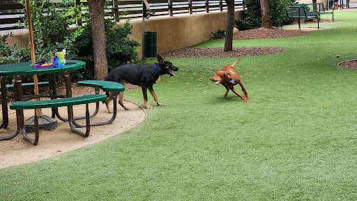Laguna Woods Dog Park – dog-friendly park in Laguna Woods, CA
