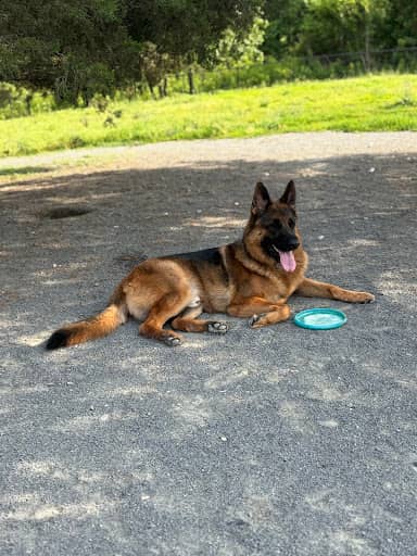 Visitor photo of Rock Hill District Park dog park, Chantilly, VA