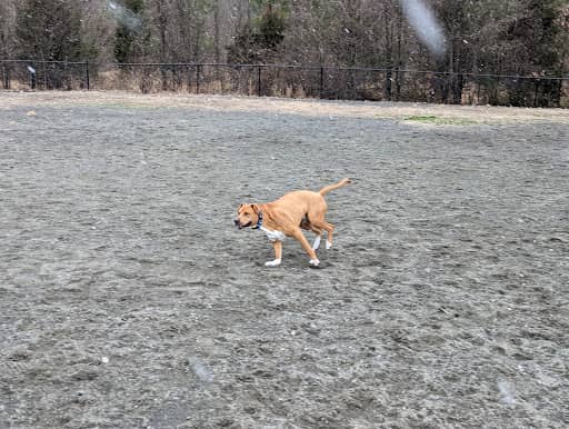 Rock Hill District Park – dog-friendly park in Chantilly, VA