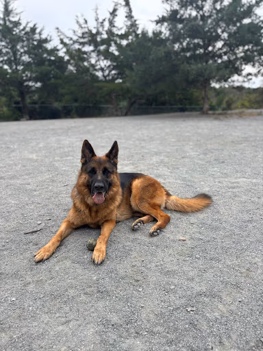 Rock Hill District Park dog park in Chantilly, VA