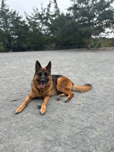 Rock Hill District Park – fully fenced dog park in Chantilly, VA
