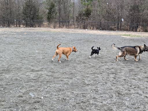 Photo 10 of Rock Hill District Park dog park in Chantilly VA