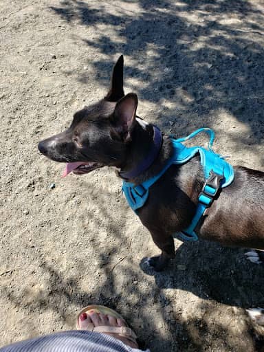 Rock Hill District Park – dog-friendly park in Chantilly, VA